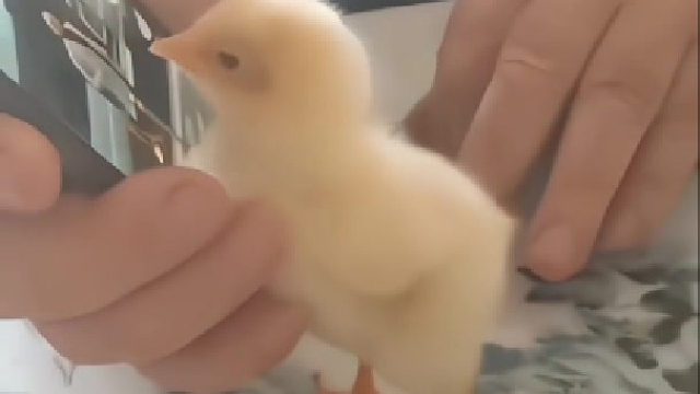 七旬老人因没有儿女邻居送了只小鸡仔陪伴，没想到夫妇俩把它当自己孩子温馨宠爱着