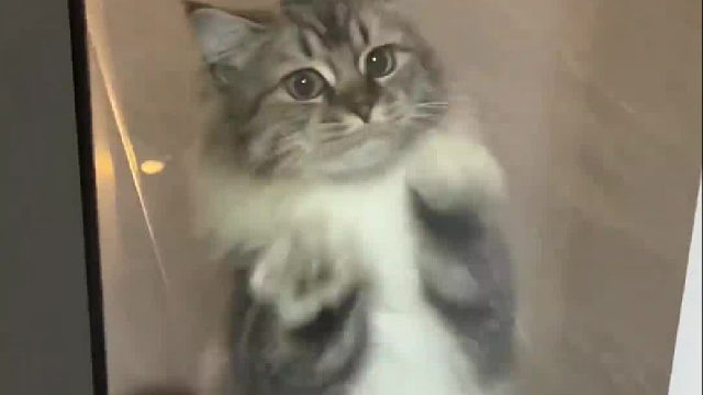 气氛真好，做个饭还有人奏乐