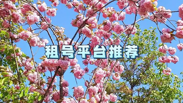 金铲铲之战租游平台推荐