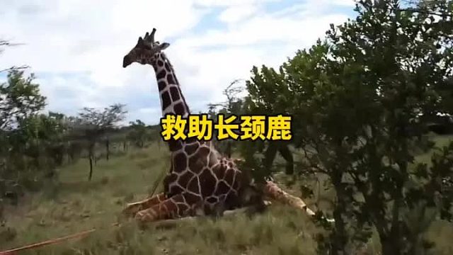 偷猎者给长颈鹿脚上按上了巨大的铁环，另长颈鹿无法行走，救援队只能拿着切割机进行救助