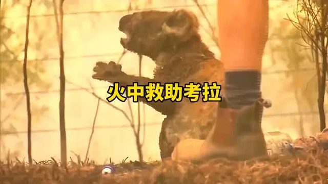 被大火吞没家园的小考拉终于等到了好心人的救援，看着小考拉想要抱抱的时候，泪流满面