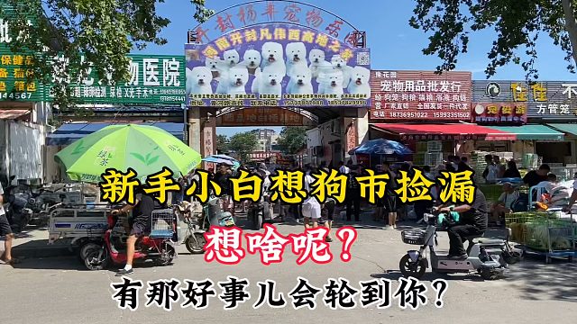 新手小白逛狗市想捡漏？有漏也不会轮到咱！别让自己成了人家的漏