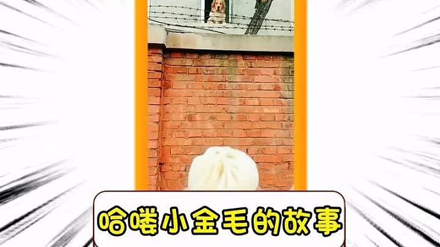 你还记得哈喽小金毛吗