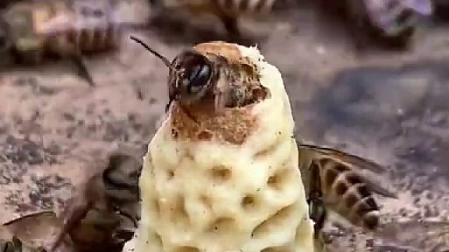 人工培养蜂王诞生