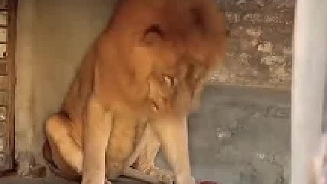 饲养员给小猫咪准备的午餐，它好像不是很满意