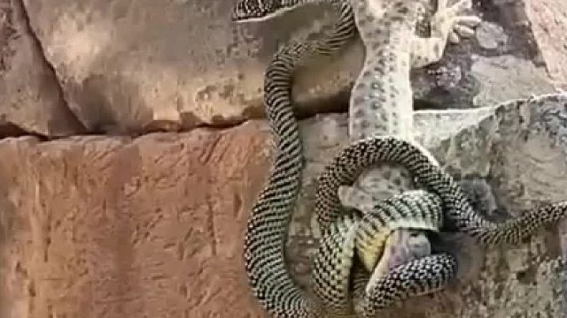 蟒蛇吃鳄鱼