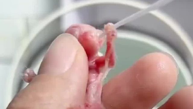 小家伙今天状态看起来还是挺好的，自己抓着滴管大口大口喝乃，太小了