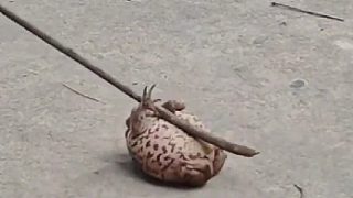 果然世界就是巨大卡顏局長得丑自打出生好似就有了原罪