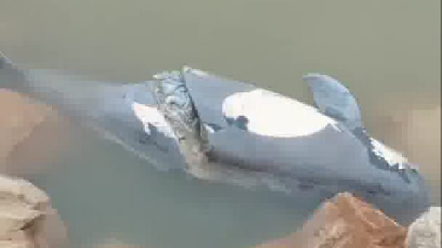 市民在江边发现了江豚的尸体，身体被切割成了两节