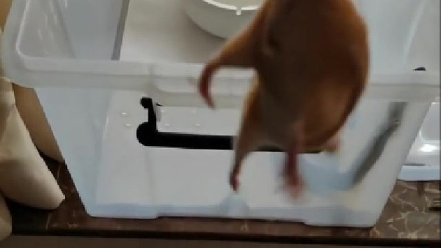 鼠鼠我啊，这回寄了