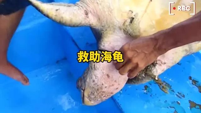 海龟脖子被绳子缠绕长达几十年，已经皮开肉绽，幸好遇见了善良的渔民