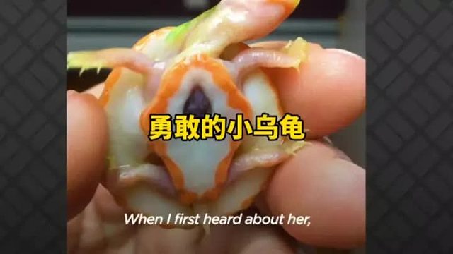 刚出的小乌龟心脏裸露在外，它的事迹鼓舞了在场的许多人