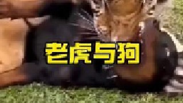 老虎与狗子的较量