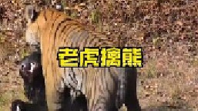 老虎与黑熊发生大战