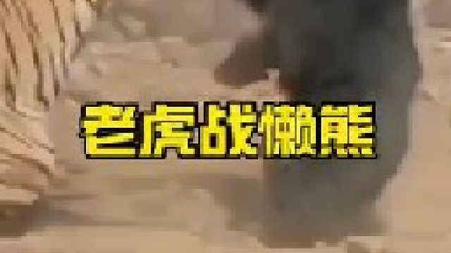 老虎与懒熊发生激战