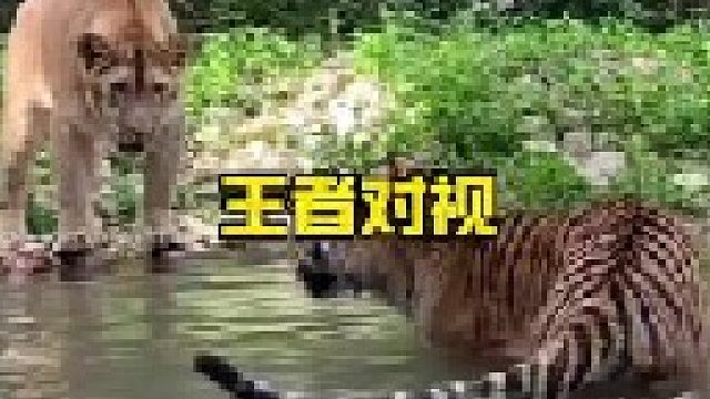 老虎与狮子对视蠢蠢欲动