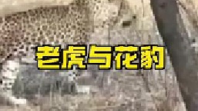 老虎抓住了花豹