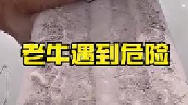 老牛过桥不慎陷入窘境随时有掉进河里的危险