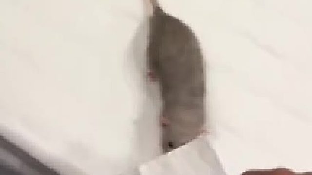 当时你生这玩意儿有产假吗