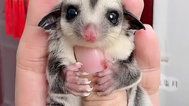 rua不够哇，奶呼呼的小家伙