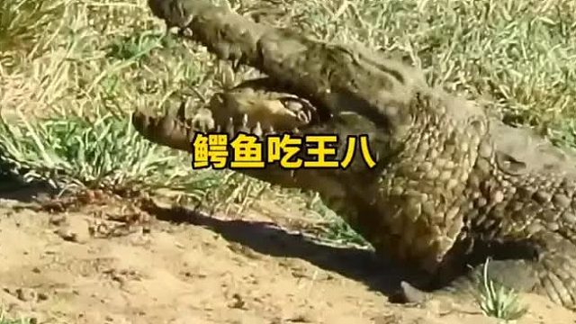 鳄鱼吃王八，最后究竟可以把龟壳咬碎吗？