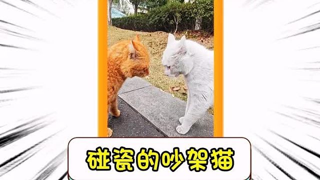 碰瓷的吵架猫