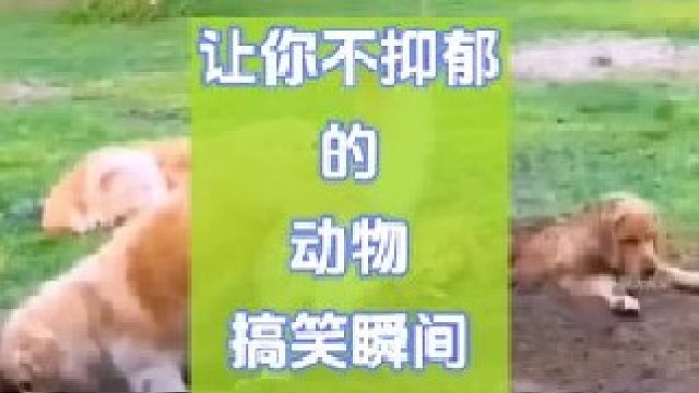原来动物也能这么搞笑