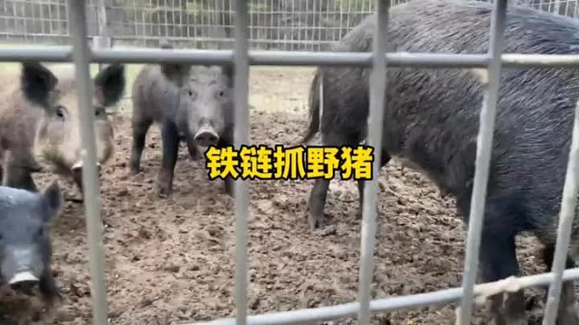 皮特利用玉米和猪爱吃，直接养活了养猪场