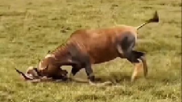 母牛羚由于心急，错将小牛羚顶成重伤！