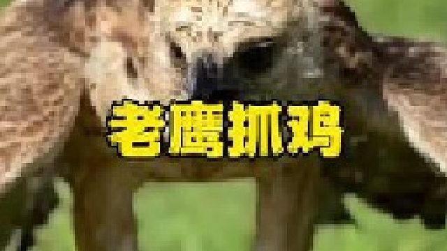 老鹰屡屡偷袭鸡鸭可谓是肆无忌惮