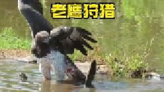 老鹰与尖头长尾的凶猛对手搏斗