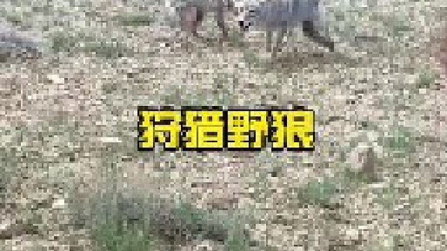 利用狗狗吸引野狼前来进行狩猎