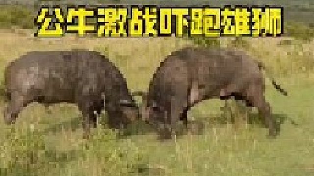 两头公牛激战吓跑强大的雄狮