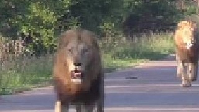 两头雄狮发动入侵狮王领地的战斗