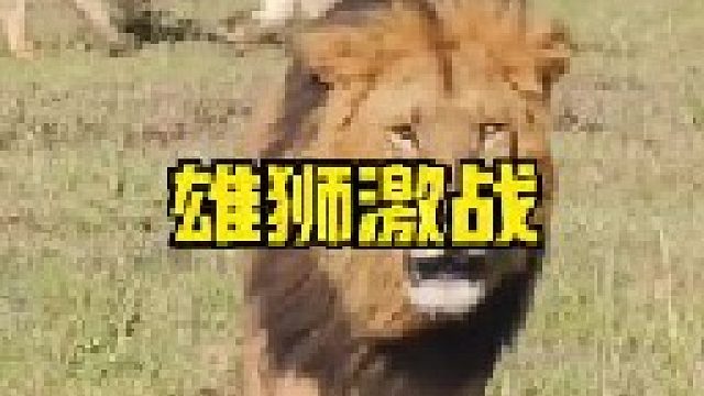 两头雄狮发生激战