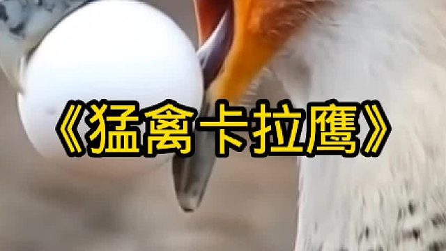 猛禽卡拉鹰的实力太强了