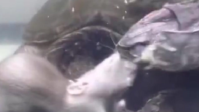 乌龟大吃老鼠吗？