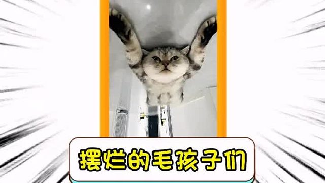 摆烂的毛孩子们