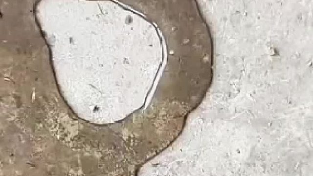 看到蚂蚁的行为怎么突然想到了自己呢？