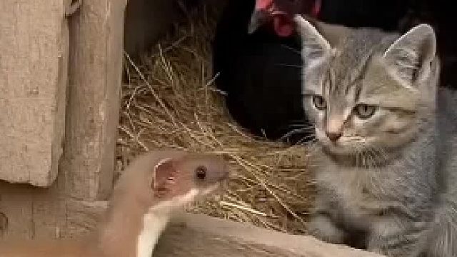 萌宠对决：猫咪vs黄鼠狼，谁更胜一筹？