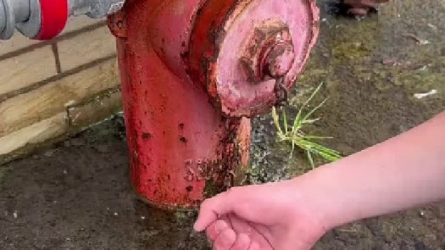 小青蛙教你蛙泳，教练：看好了，我只演示一次