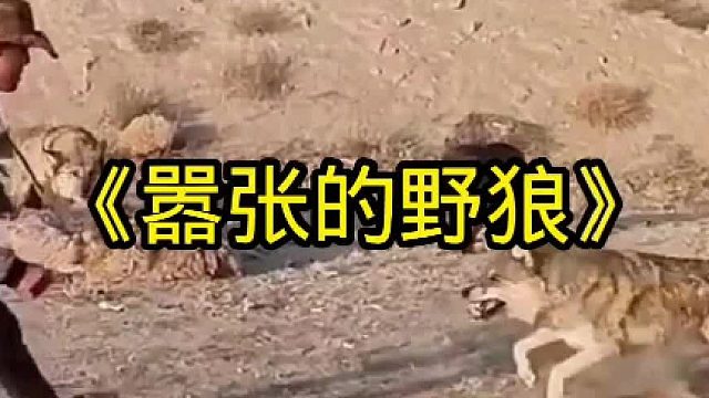 嚣张的野狼光天化日之下就闯进农院，还和牧羊人对峙起来