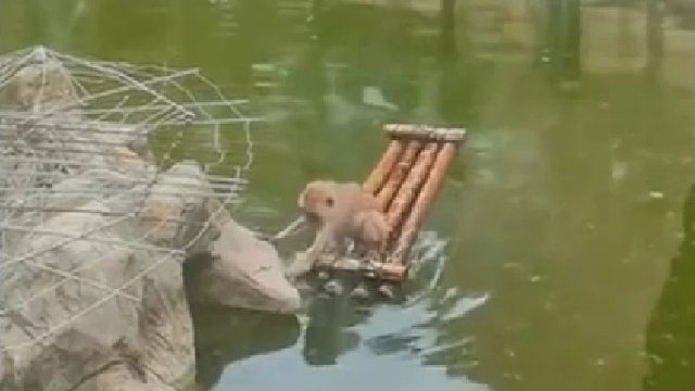 谁能想到现在都年了那只顶流猴还在水里泡着