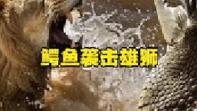 两头雄狮冒险过河遭到鳄鱼袭击