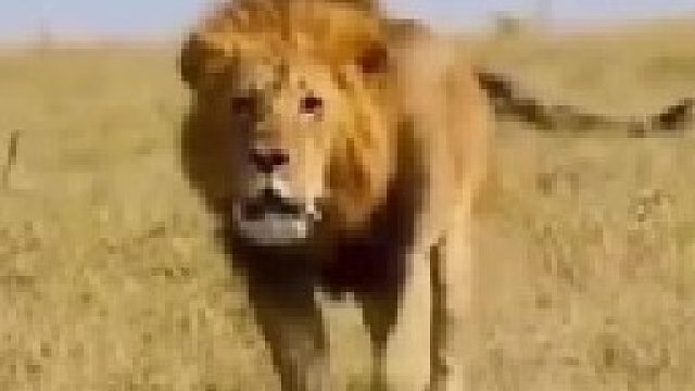 两头雄狮怒气冲冲发起对狮王领地的入侵之战