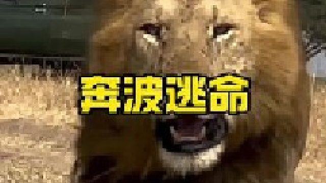 两头雄狮气势汹汹展开驱逐之战