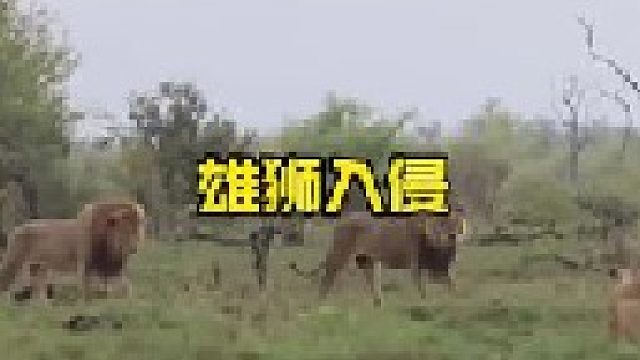 两头雄狮入侵狮王领地来到狮群大本营