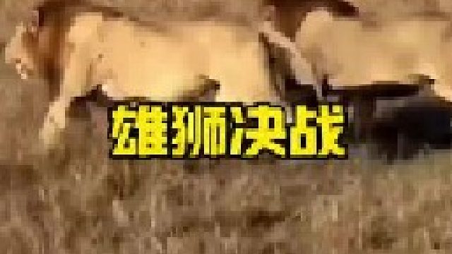 两头雄狮踏入狮王领地发动入侵战斗