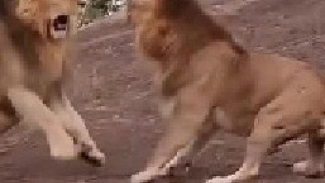 两头雄狮为了争夺权力发生激烈冲突，狮王地位遭到挑战