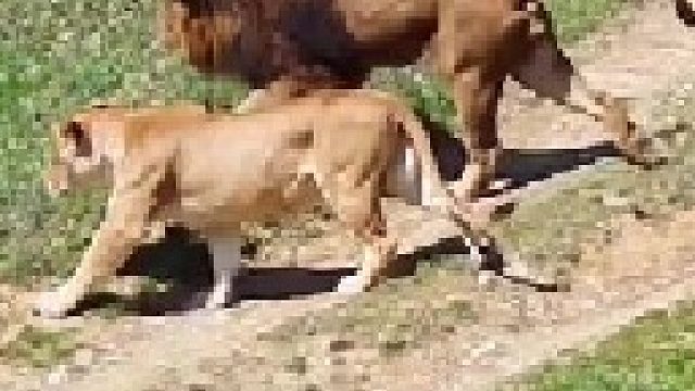 两头雄狮争风吃醋大打出手